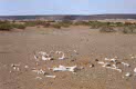 once upon a time there was a camel... near Atar on 22 December 2001